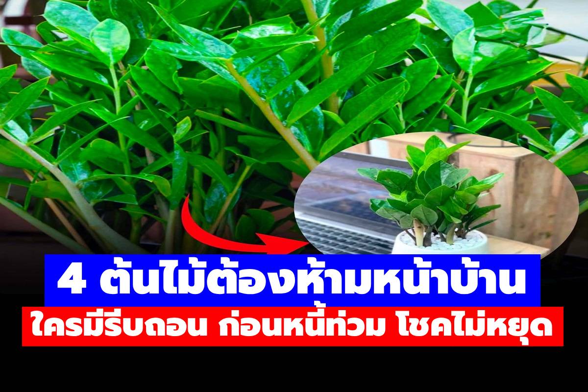 ปลูกไว้จนชีวิตพังไม่รู้ตัว! 4 ต้นไม้ต้องห้ามหน้าบ้าน ใครมีรีบถอน ก่อนหนี้ท่วม โชคไม่หยุด