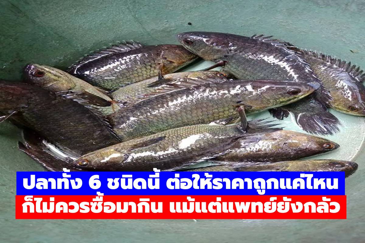 ปลาทั้ง 6 ชนิดนี้ ต่อให้ราคาถูกแค่ไหน ก็ไม่ควรซื้อมากิน แม้แต่แพทย์ยังกลัว