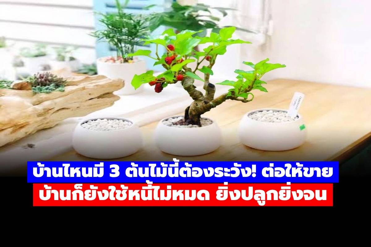 บ้านไหนมี 3 ต้นไม้นี้ต้องระวัง! ความเชื่อโบราณบอกว่ายิ่งปลูกยิ่งจน จริงหรือไม่?