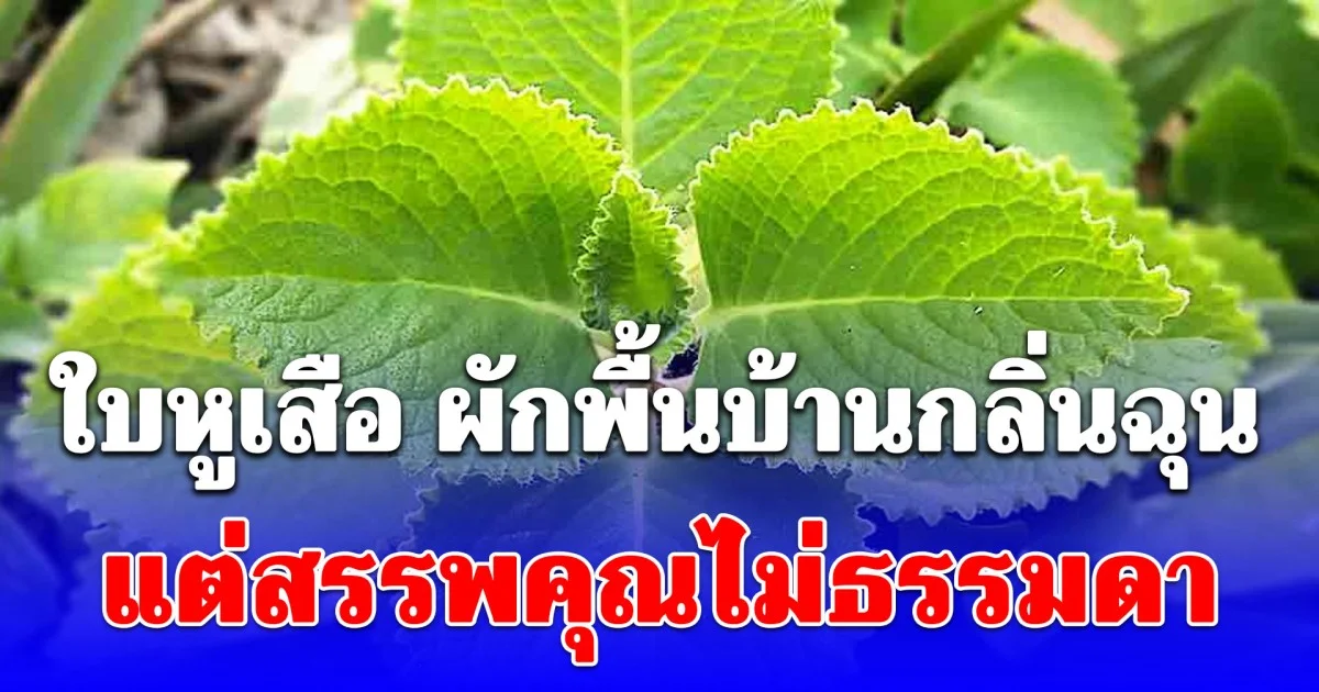 ใบหูเสือ ผักพื้นบ้านกลิ่นฉุน แต่สรรพคุณไม่ธรรมดา