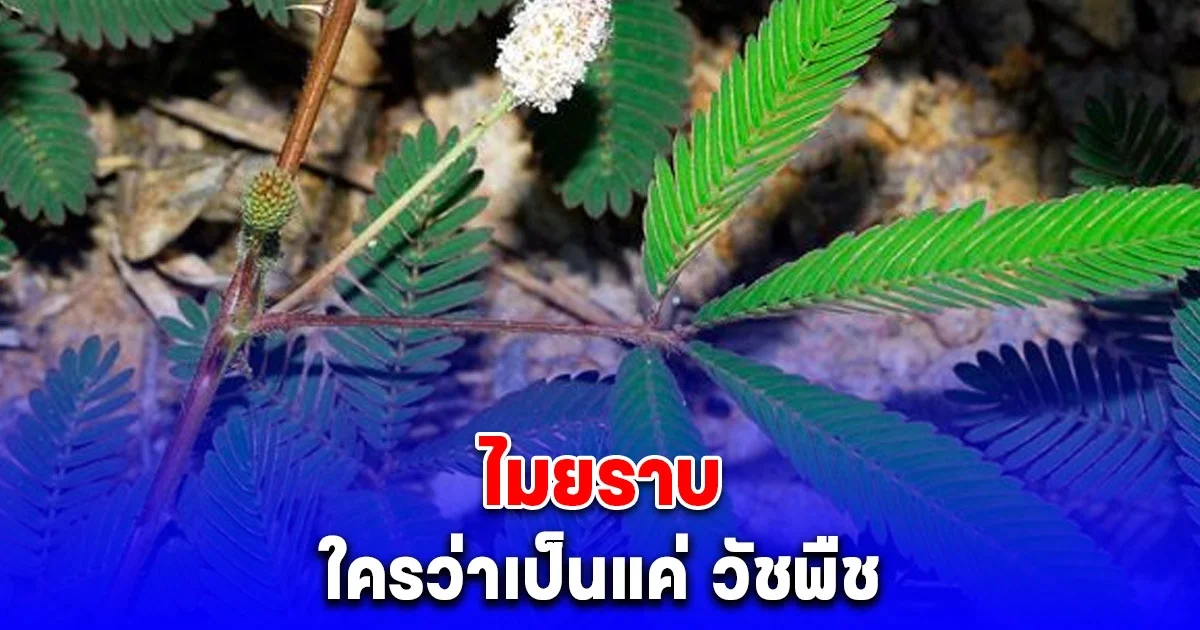 หลายคนไม่รู้ ไมยราบ วัชพืชที่ดูไร้ค่า แต่มีสรรพคุณทางยามากกว่าที่คิด